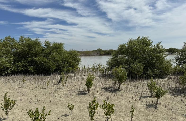 إطلاق المسابقة البيئية (فن القرم) لطلاب إمارة أبوظبي