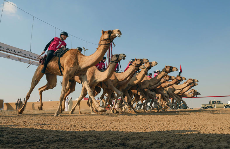 منافسات حماسية في السباق التراثي لمهرجان جائزة زايد الكبرى لسباقات الهجن بمشاركة واسعة من الشباب الإماراتي والمقيمين 