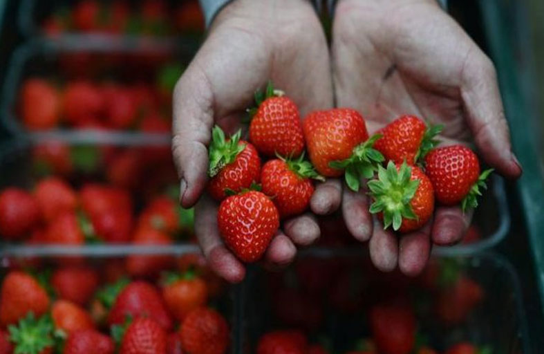 الفراولة تقلل من خطر الإصابة بالخرف