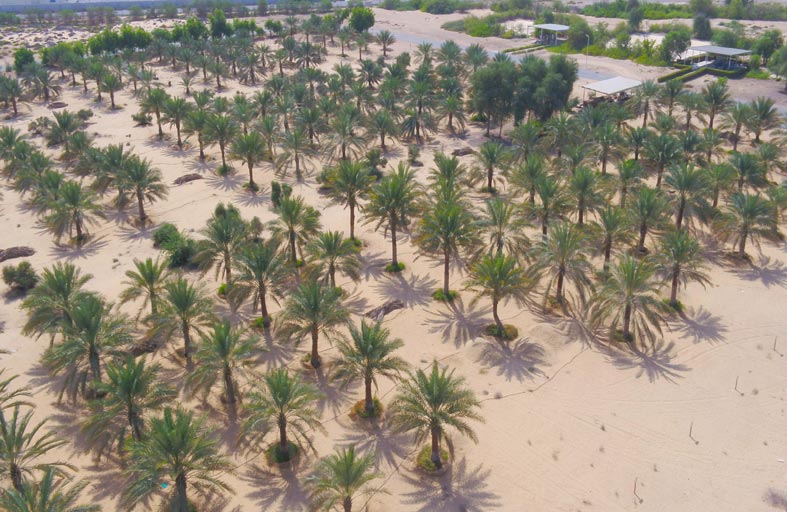 الإمارات تولي ملف الأمن الغذائي أولوية كبرى ضمن خططها التنموية 