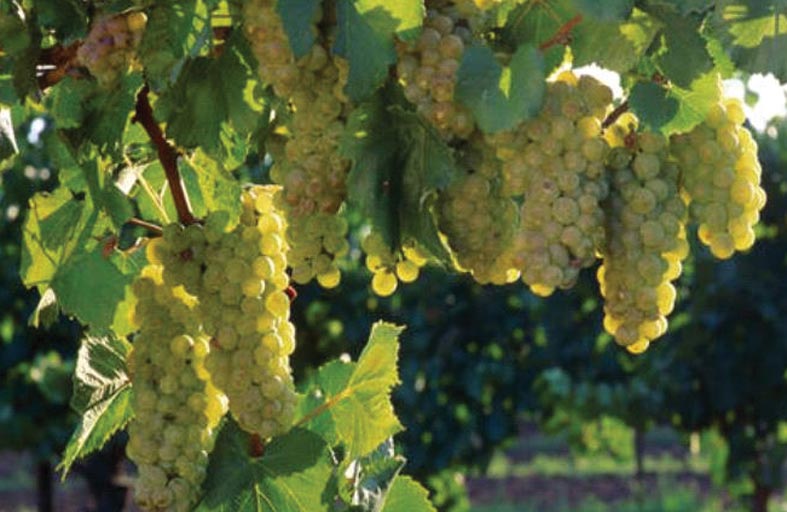 فاكهة العنب... تعود لعهد الديناصورات!