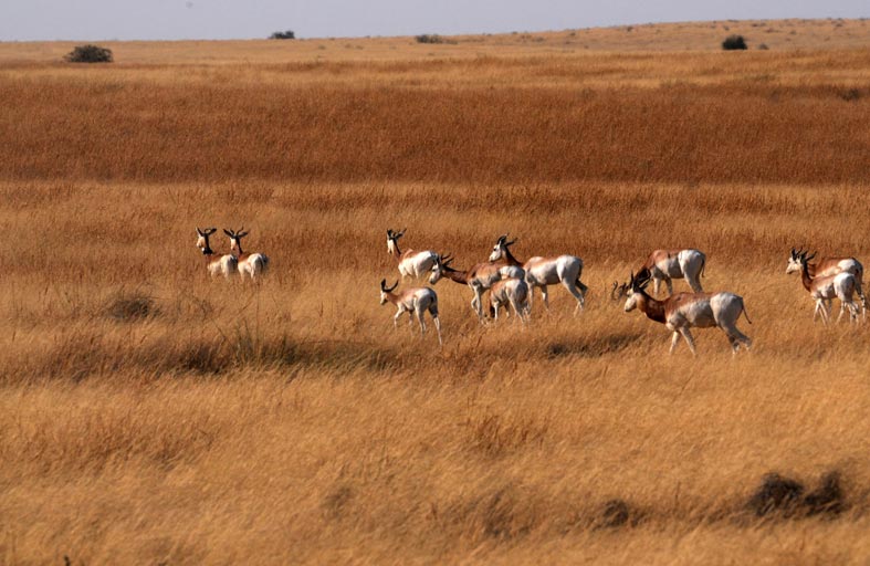 هيئة البيئة تبدأ بإعادة توطين غزلان الداما لأول مرة في تشاد