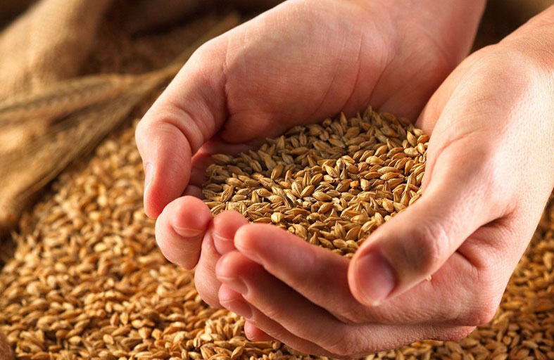 نقص الرطوبة والغزو الروسي يؤثران على محصول القمح الأوكراني 