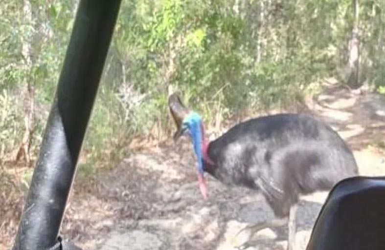 طير شبنم الغاضب يطارد حراس غابة