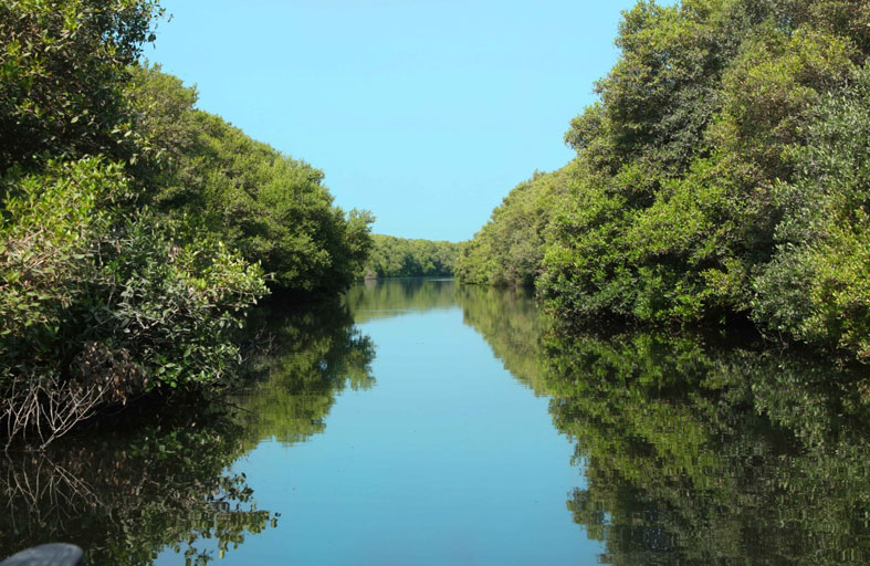 حماية البيئة البحرية والساحلية في الإمارات.. استراتيجية فعالة تعزز التنوع البيولوجي واستدامة الموارد