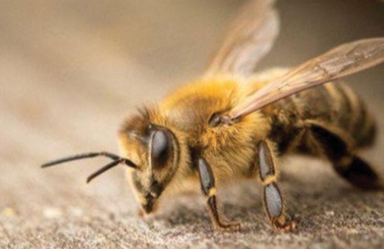 «النحل الإفريقي القاتل» يثير الذعر في الولايات المتحدة