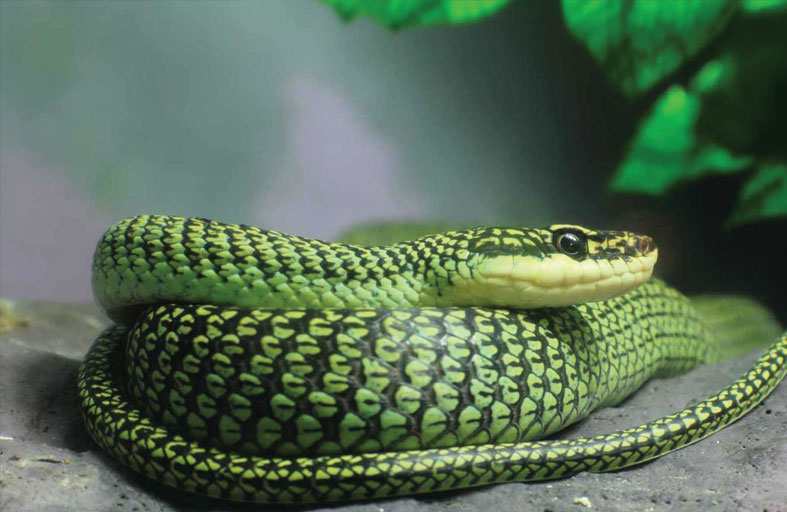 الأفاعي الطائرة.. لغز الطبيعة في الغابات الآسيوية