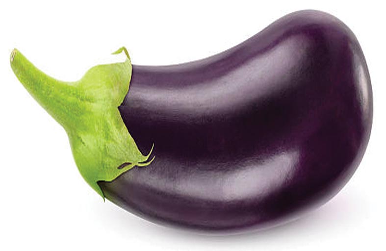 الباذنجان 