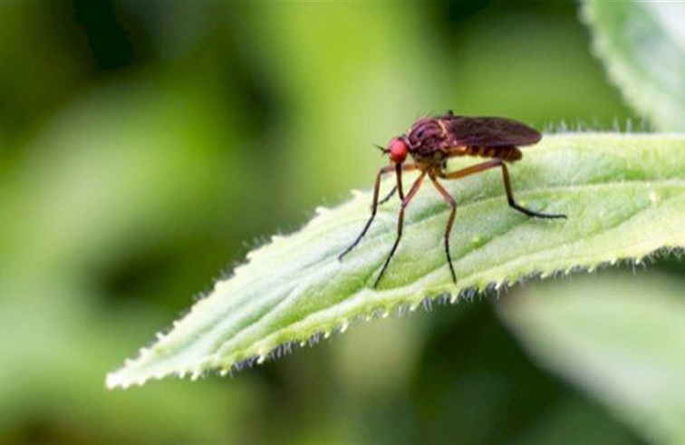 الحشرات تصمد حتى الخريف بفعل الاحترار المناخي 