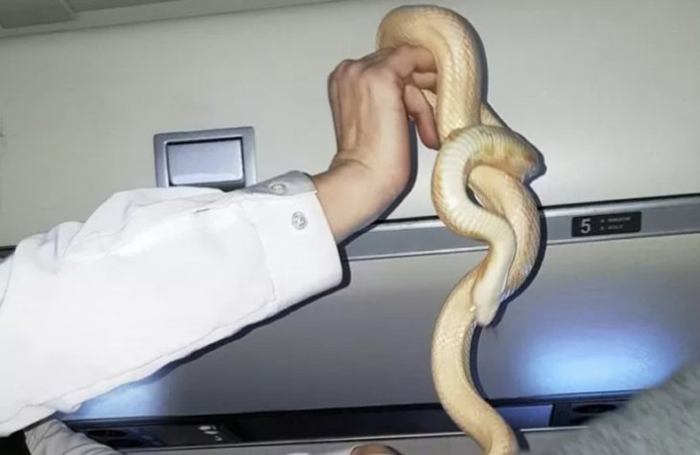 أفعى تجبر طائرة على الهبوط 