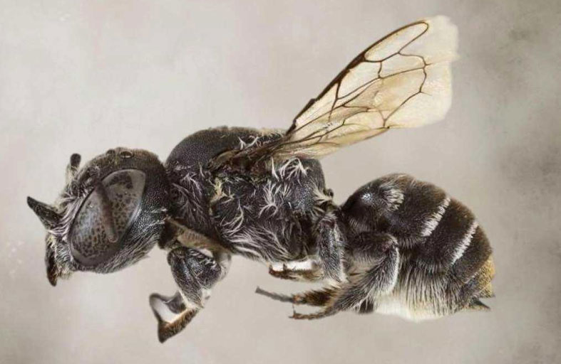 اكتشاف نحلة بقرون «الشيطان» 