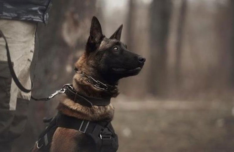 كلب تخلى عنه مالكه يفوز بالعديد من الجوائز   