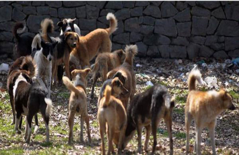 كلاب تنهش طفلا حديث الولادة 