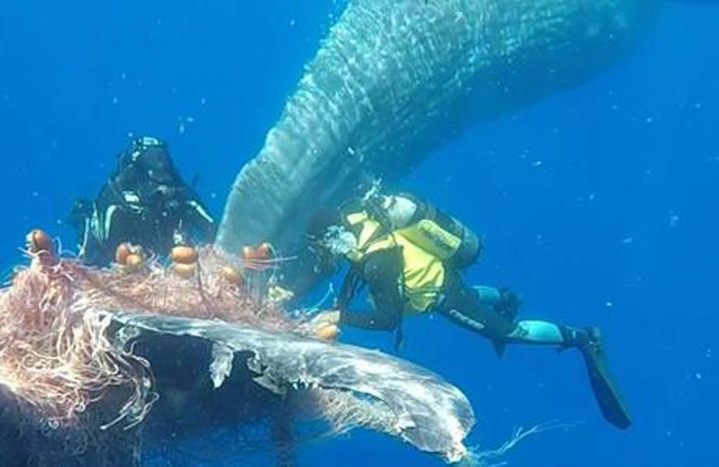 حوت هائج وشباك ملعونة.. مشهد يفطر القلب