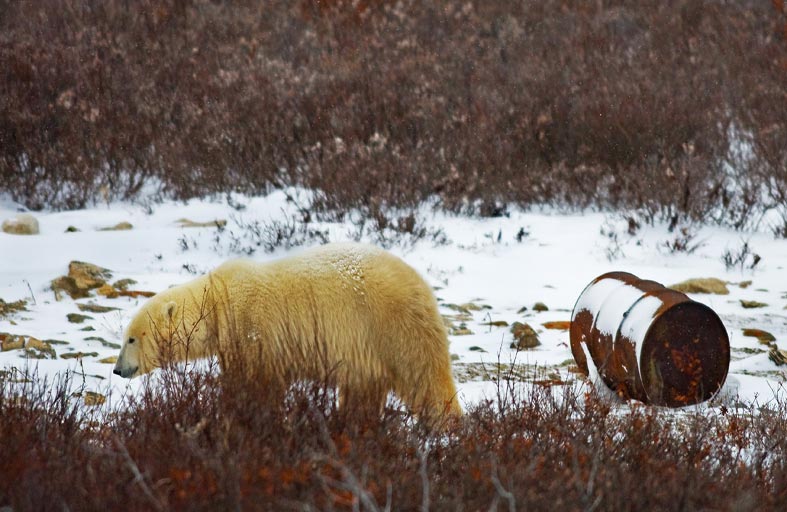 مخلفات الطعام خطر على الدببة القطبية 