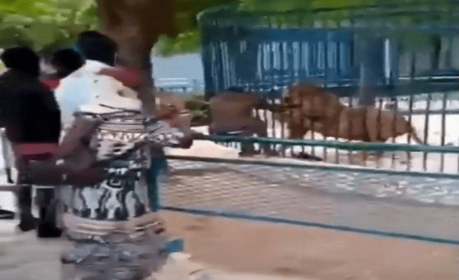 أسد يعض يد عامل بحديقة حيوانات