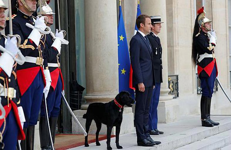 «نيمو» كلب ماكرون نجم شريط ضد التخلّي عن الحيوانات