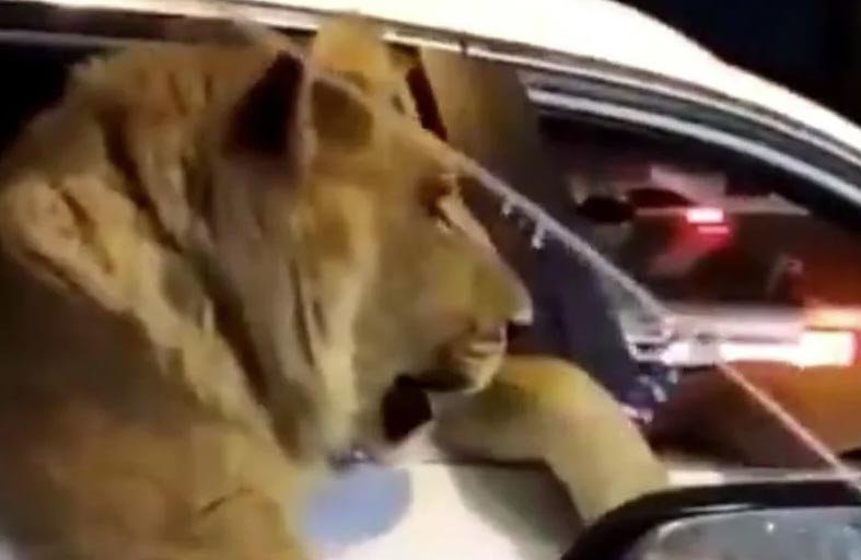 أسد في مقعد سيارة  