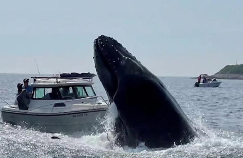 حوت كاد يغرق عائلة 