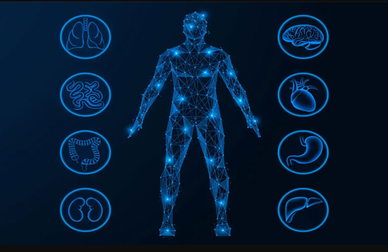 أعضاء في الجسم 