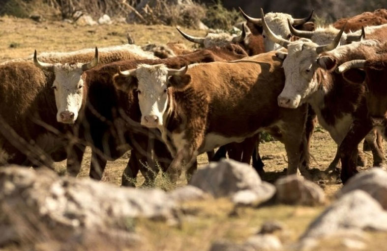 قطيع من الأبقار ينهي حياة مسن 