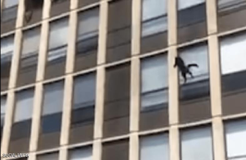 بتسعة أرواح.. كيف نجا قط من حريق بناية شاهقة؟