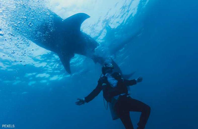 قرش قاتل يفتك ببريطاني ويغلق شواطئ أستراليا