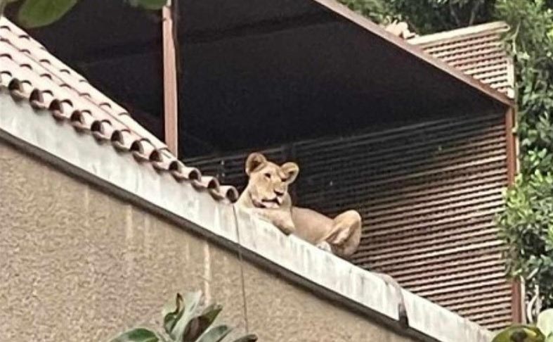 يحول منزله لحديقة حيوان!