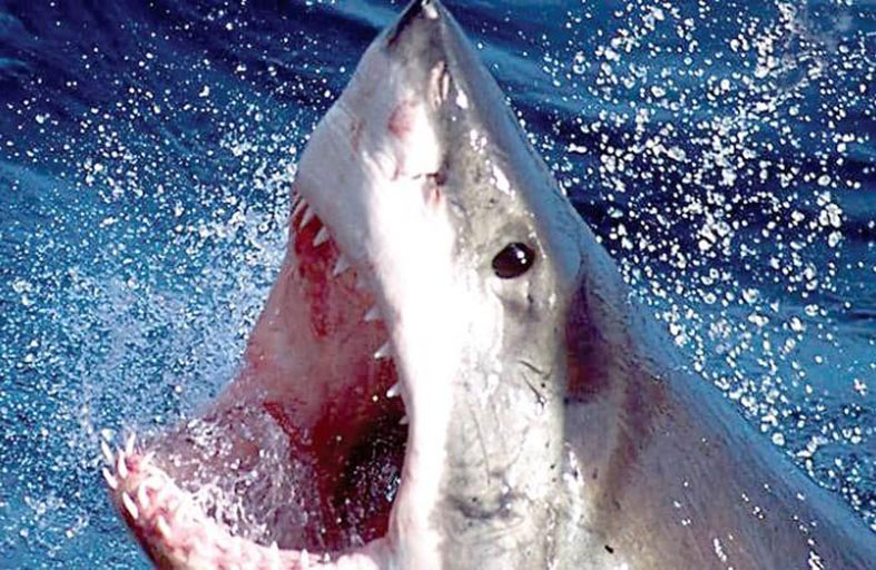 سمكة تقتل رجلا والجثة مفقودة