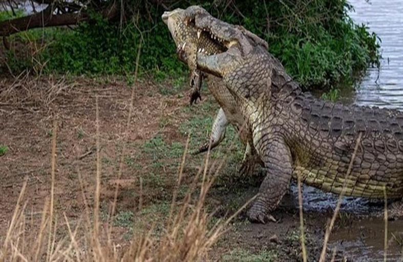 لقطة صادمة لتمساح يلتهم آخر أصغر منه