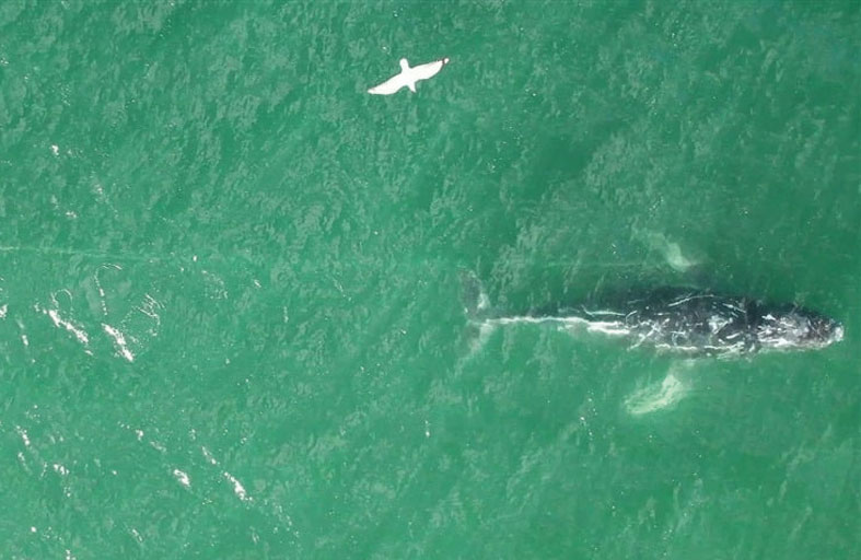 سباق مع الزمن لإنقاذ حوت في ورطة!