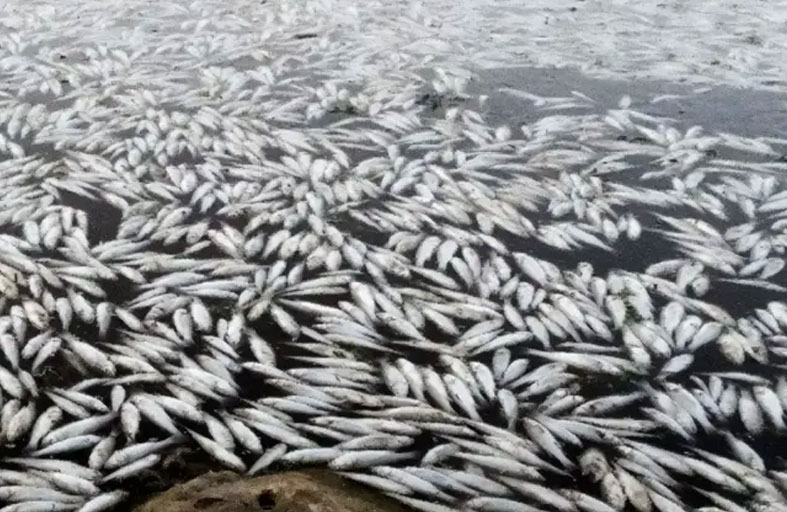 نفوق جماعي للأسماك في النجف 