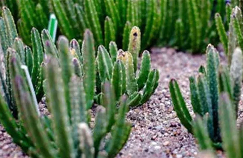 نبات قاتل يودي بـ4 من أسرة واحدة