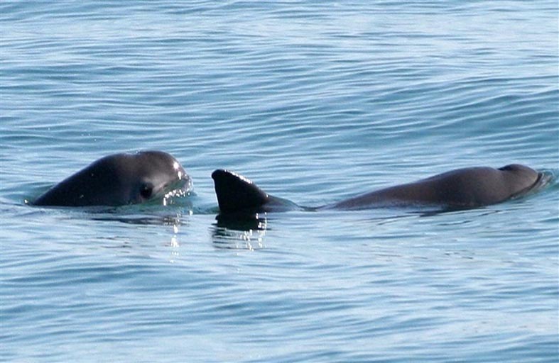 رصد 10 من خنازير البحر المهددة بالانقراض 