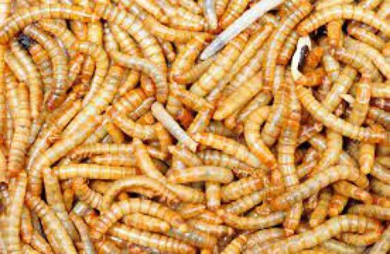 علماء يطورون غذاء ثوريا من الدود