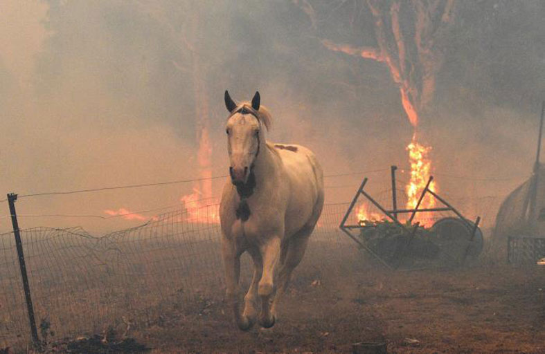 يفتحون منازلهم لإيواء الحيوانات من الحرائق