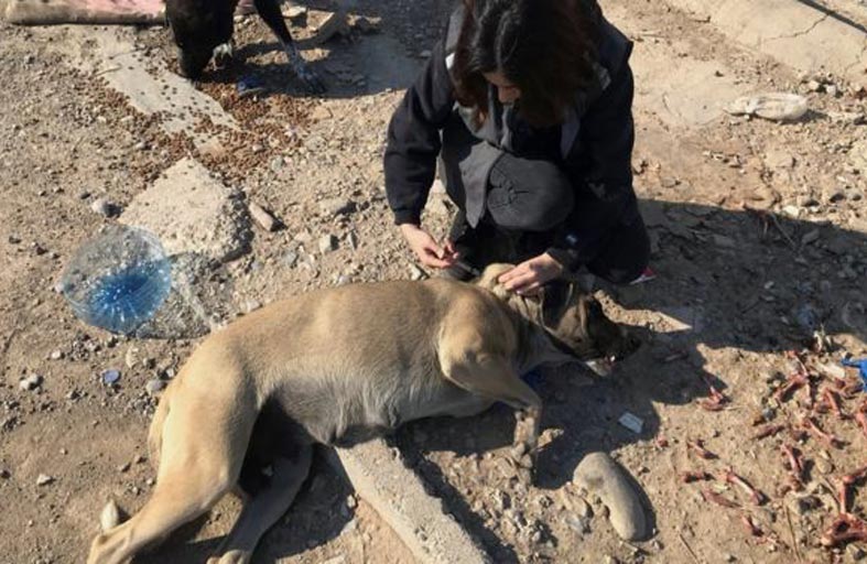 خطر الكلاب الضالة يثير جدلا في الأردن
