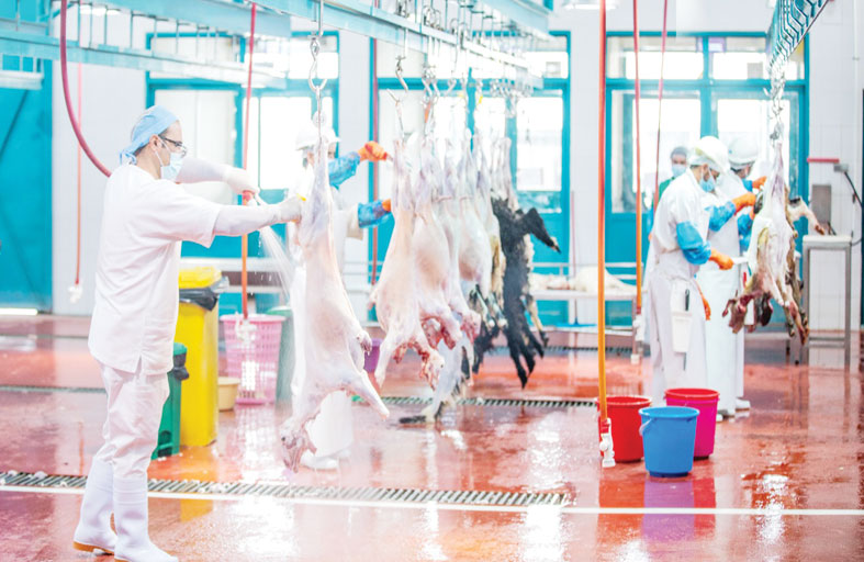 3220 ذبيحة أنجزتها مسالخ منطقة الظفرة خلال أيام عيد الأضحى