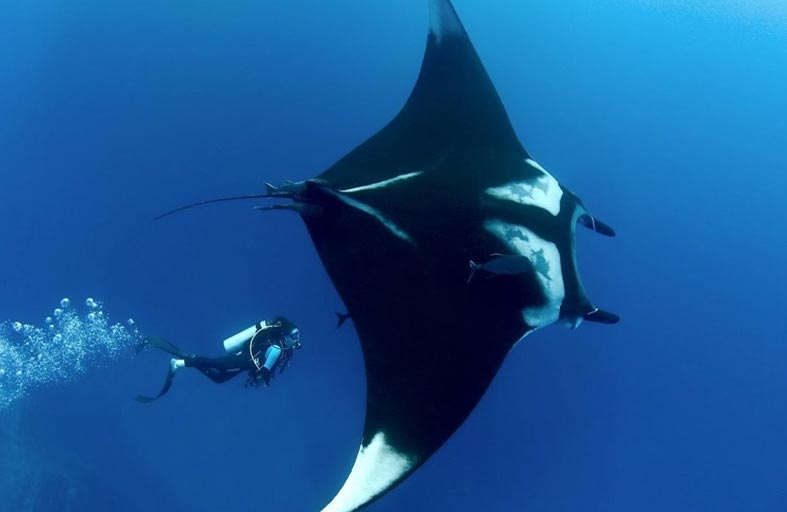 جزر المالديف موطن أسماك المانتا اللطيفة