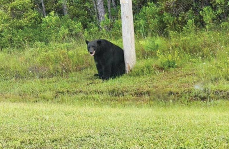 لا تزعجوا الدب المُكتئب   