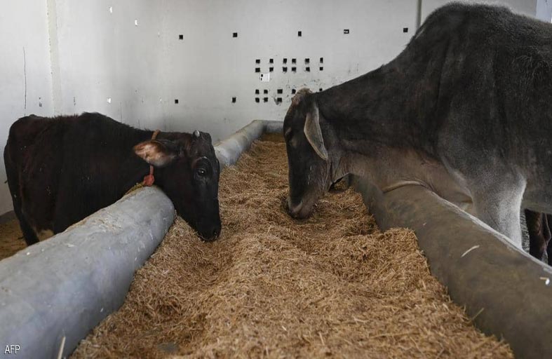 مواجهة كورونا بفضلات الأبقار.. ما رأي العلم؟