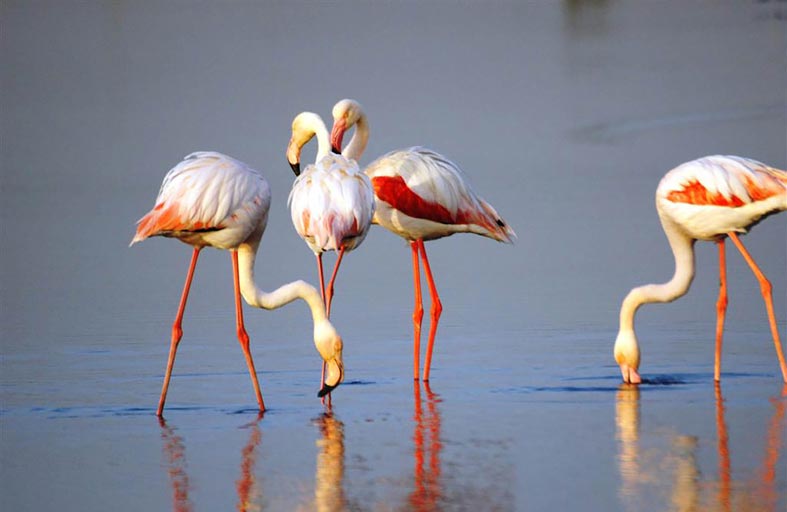 بلدية دبي تحتفل باليوم العالمي للطيور المهاجرة