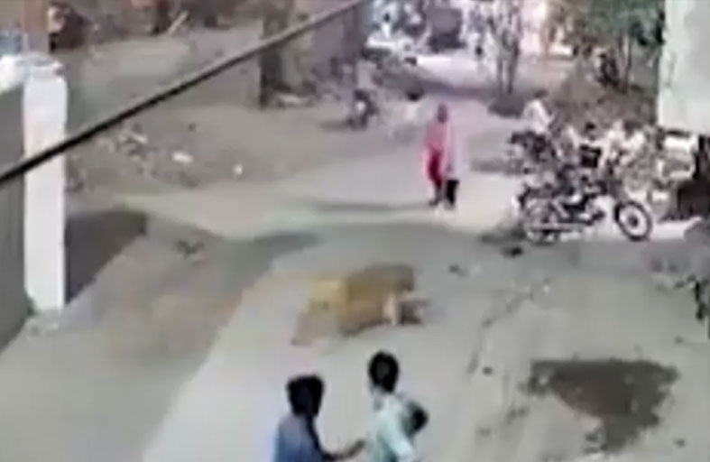 هجوم أسد هارب على سيدة في باكستان