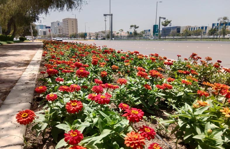 بلدية مدينة أبوظبي تنجز زراعة 6 ملايين زهرة للموسم الصيفي 2024