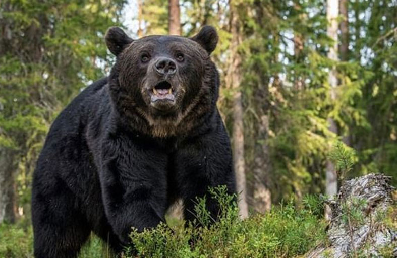 دب يطارد طفلاً