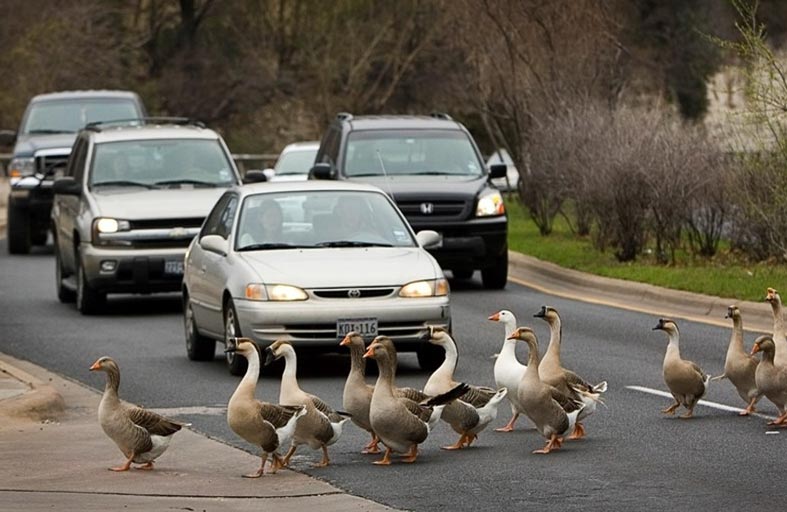 عائلة «إوز» تسبب أزمة مرورية في ميونخ