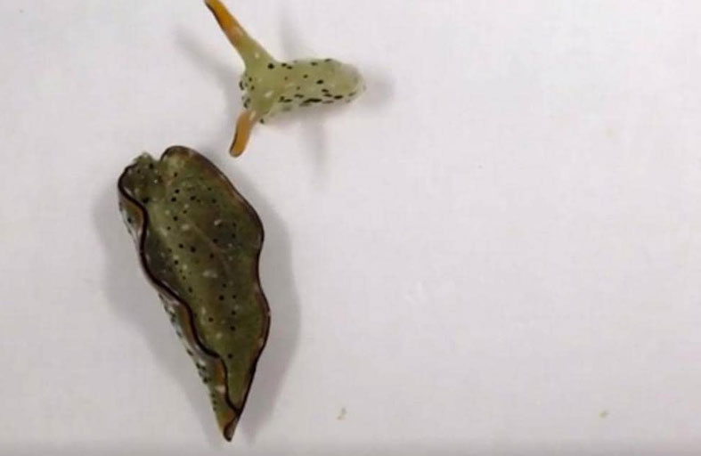 رغم قطع رأسها.. حيوانات بحرية تستطيع بناء أجسامها