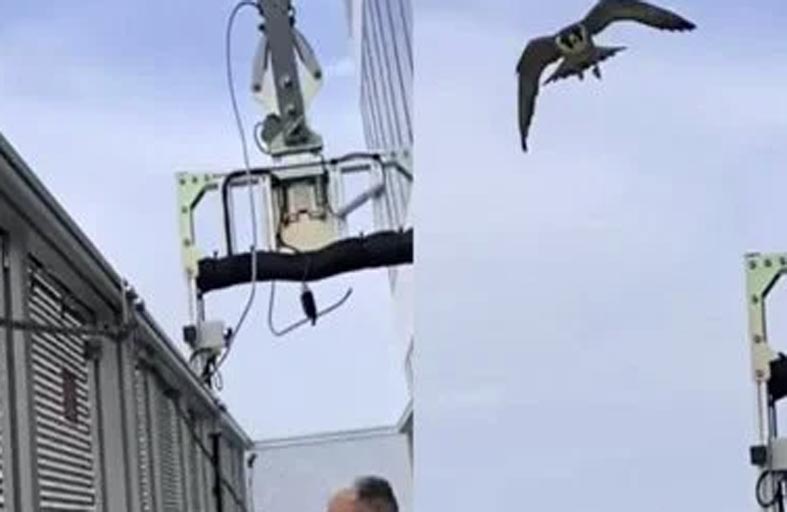 صقور تنقض على عاملتي نظافة