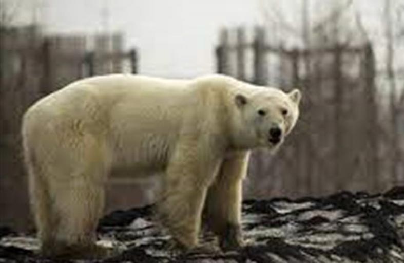 دب قطبي يقتحم مخيماً بحثياً 