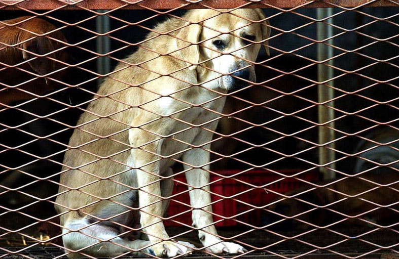 بدء موسم «تناول الكلاب» في كوريا الجنوبية